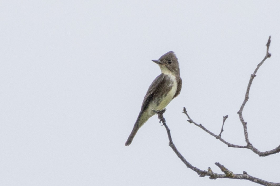 Olive-sided Flycatcher - ML623264562