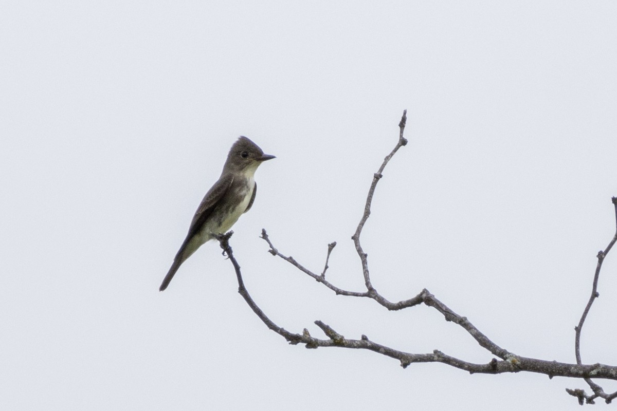 Olive-sided Flycatcher - ML623264563