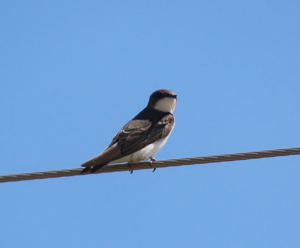 Tree Swallow - ML623264569