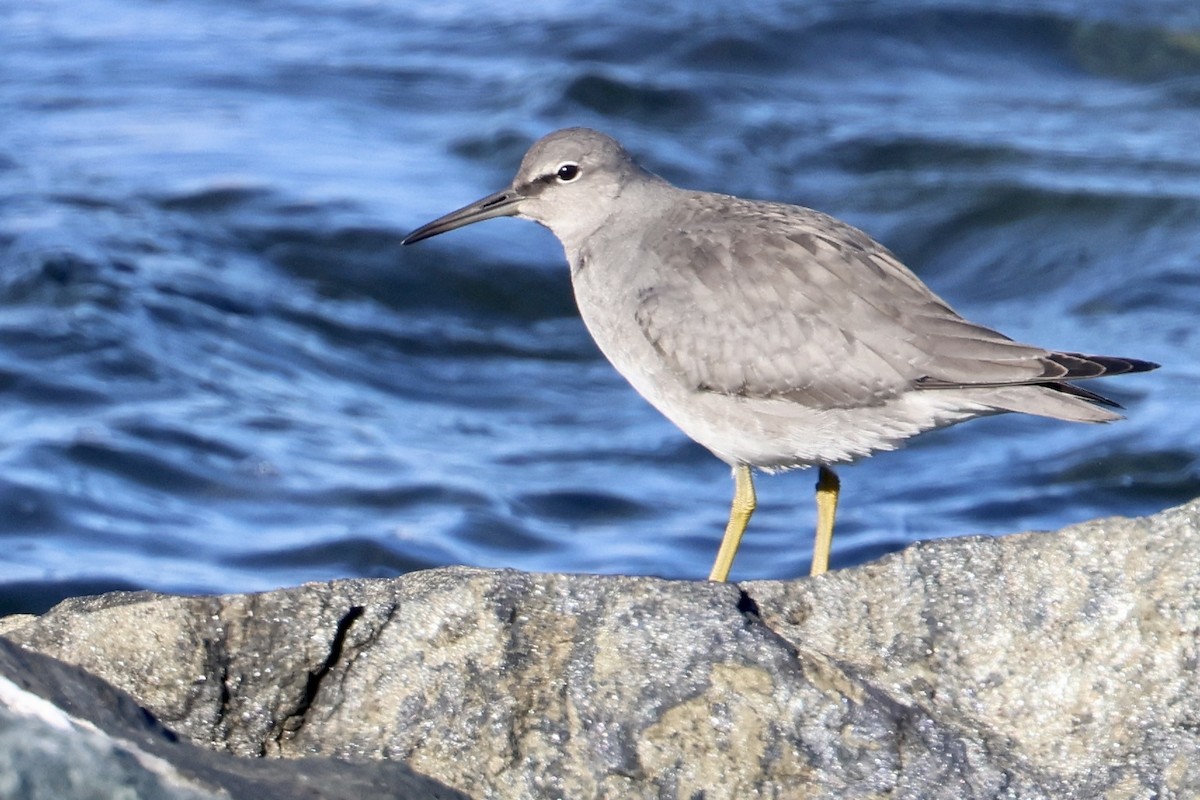 Wandering Tattler - ML623264575