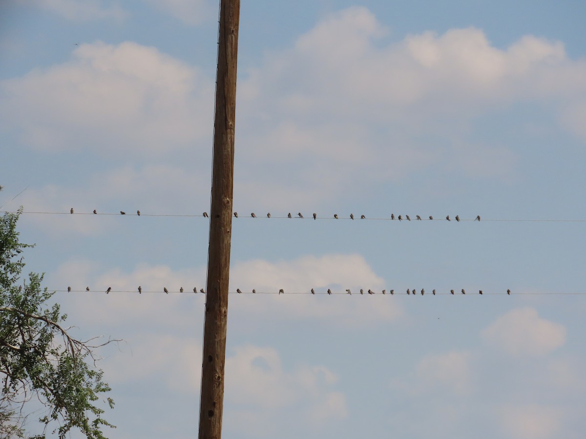 Tree Swallow - ML623264576