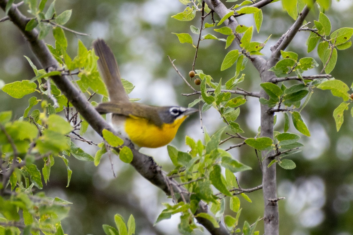 Yellow-breasted Chat - ML623264580