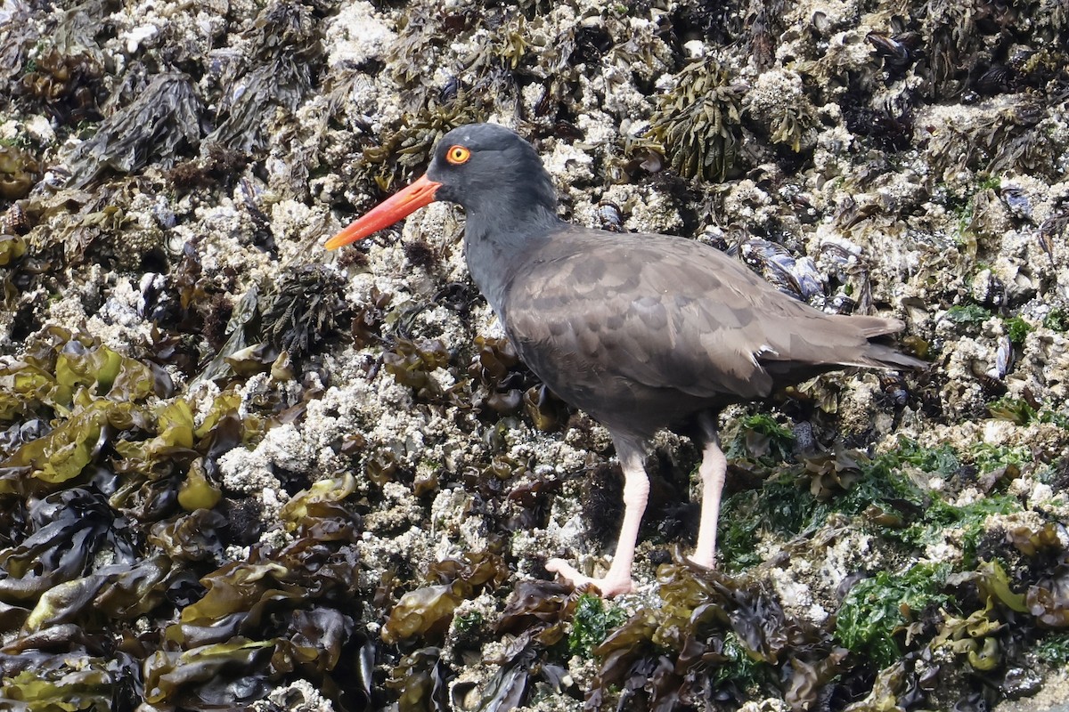 Black Oystercatcher - ML623264638