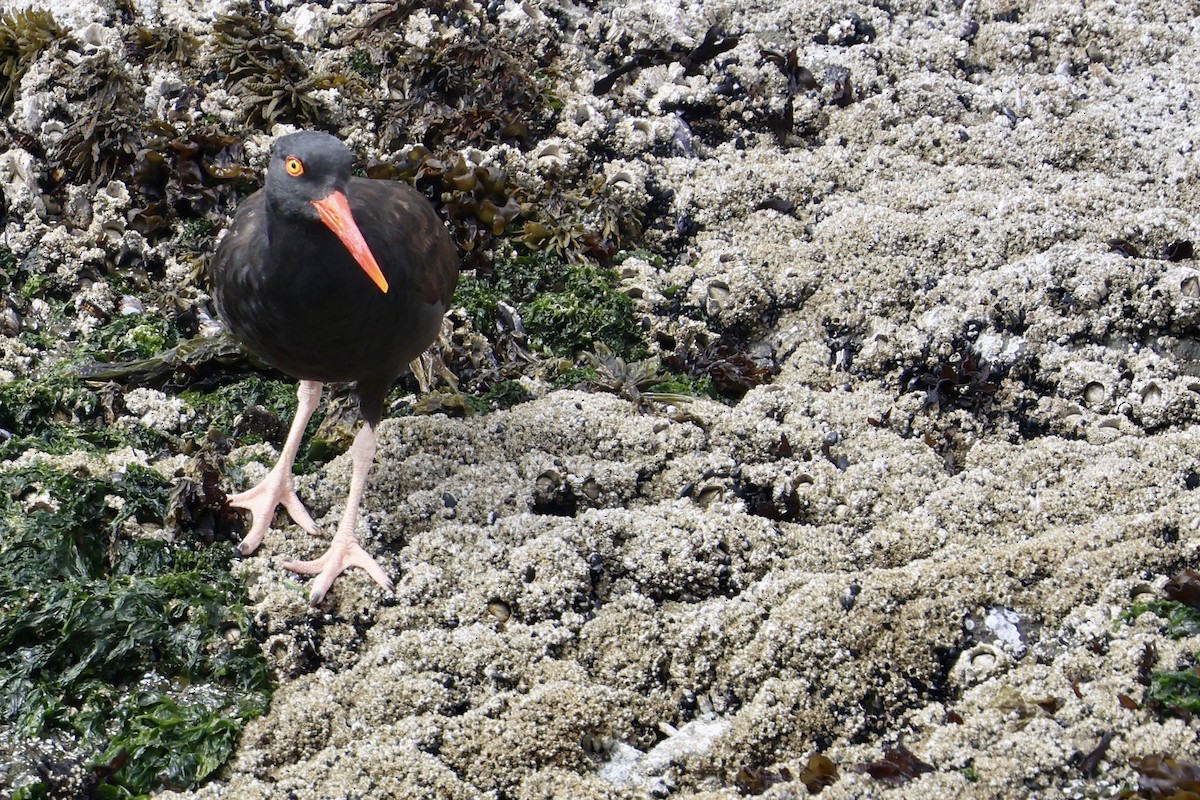 Black Oystercatcher - ML623264639