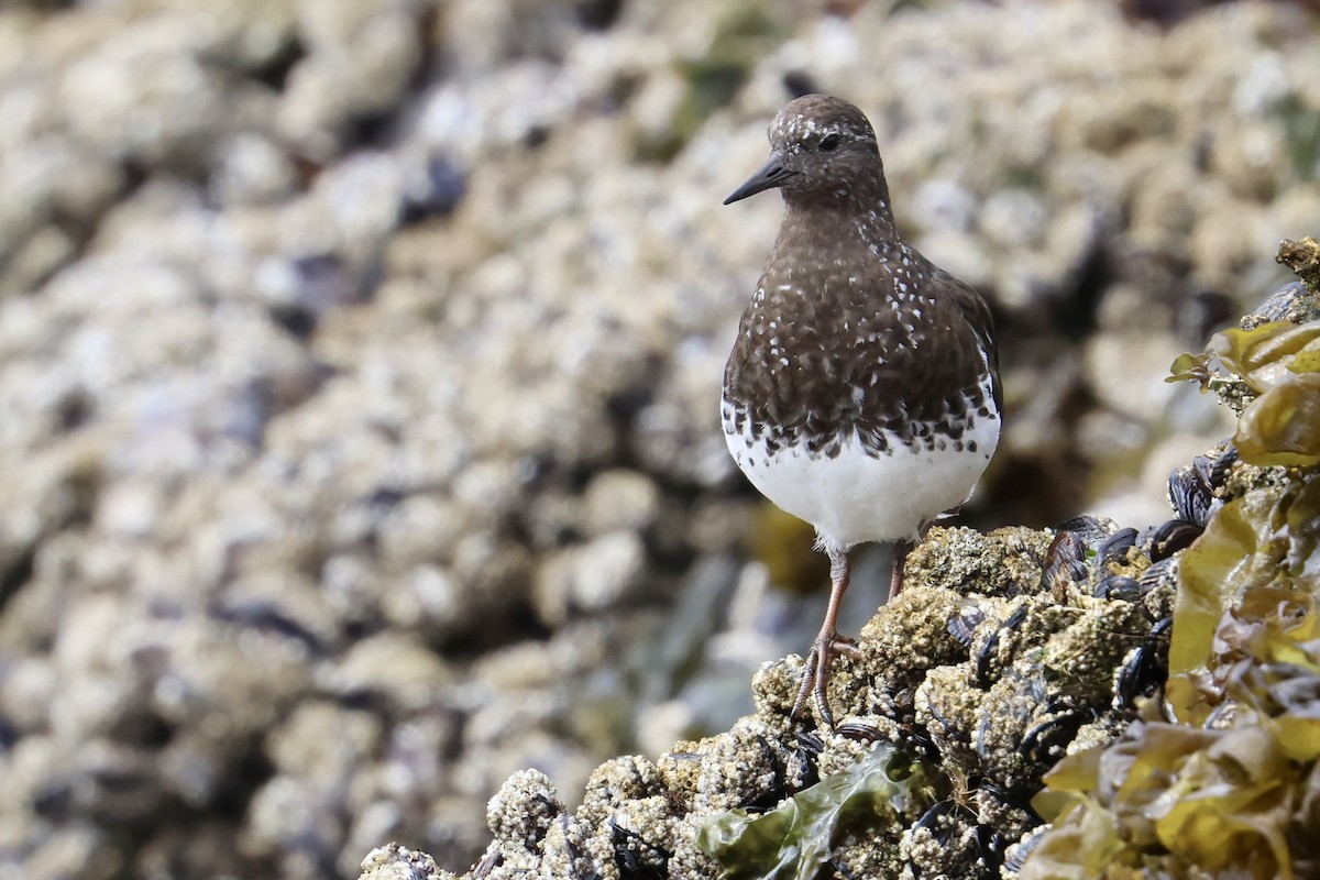 Black Turnstone - ML623264662