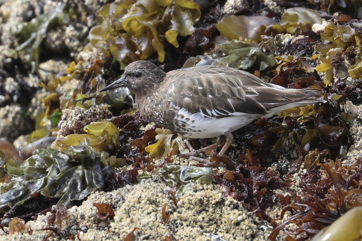 Black Turnstone - ML623264663