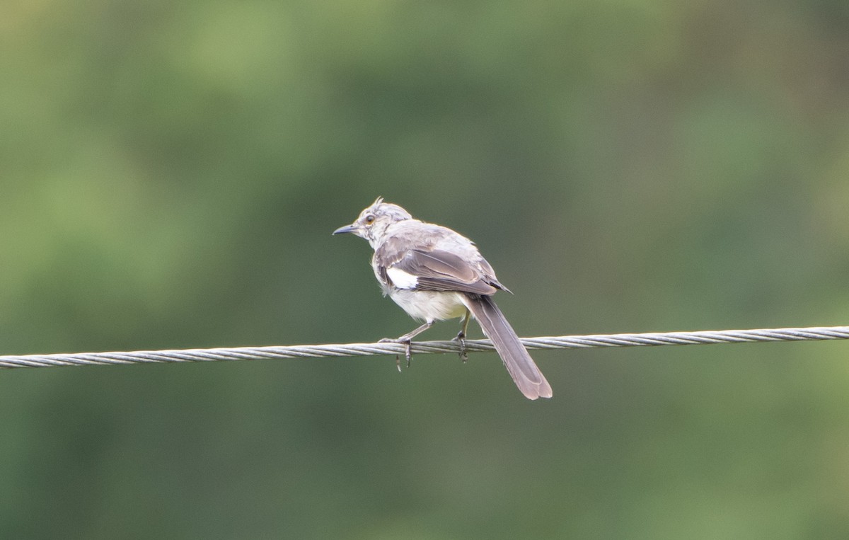 Northern Mockingbird - ML623264696