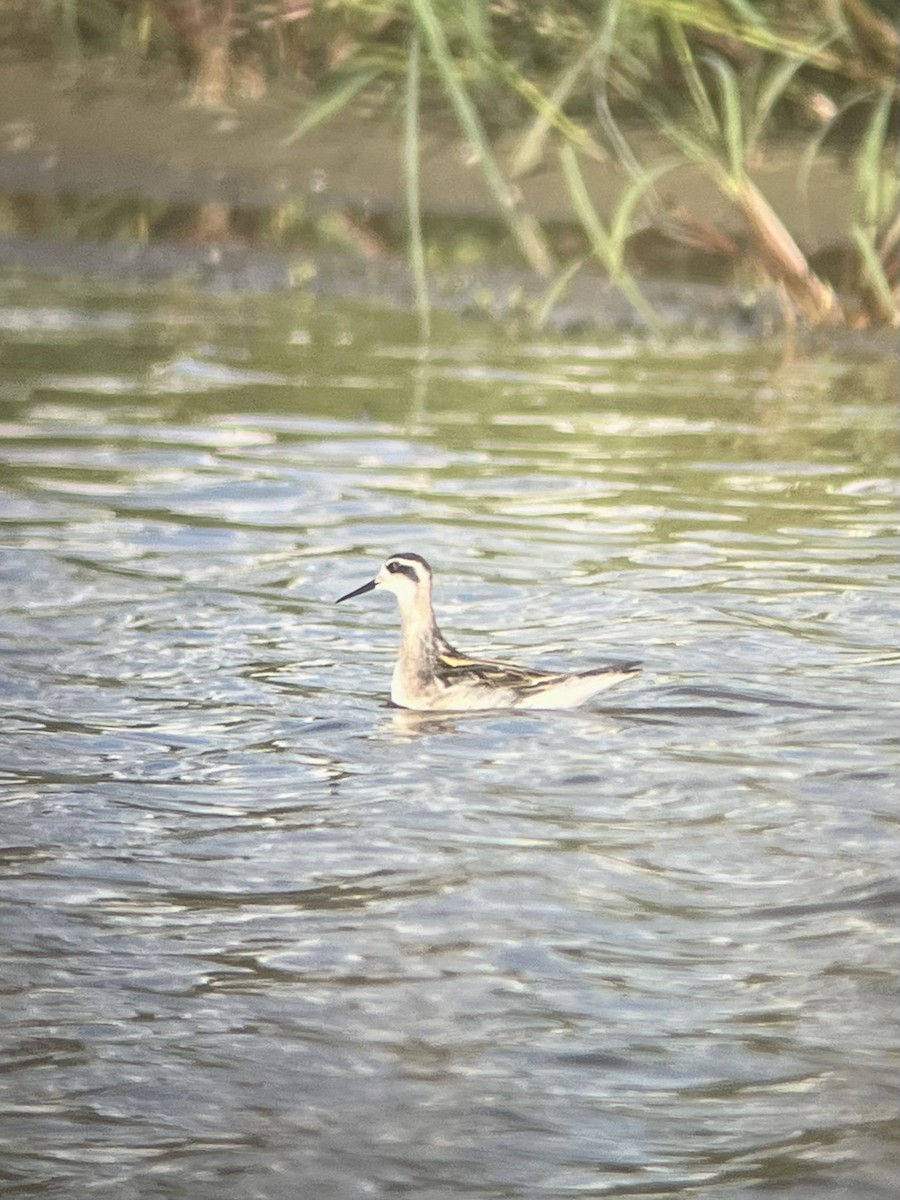 Red-necked Phalarope - ML623264720