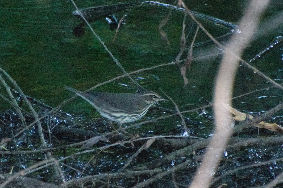 Northern Waterthrush - ML623264762