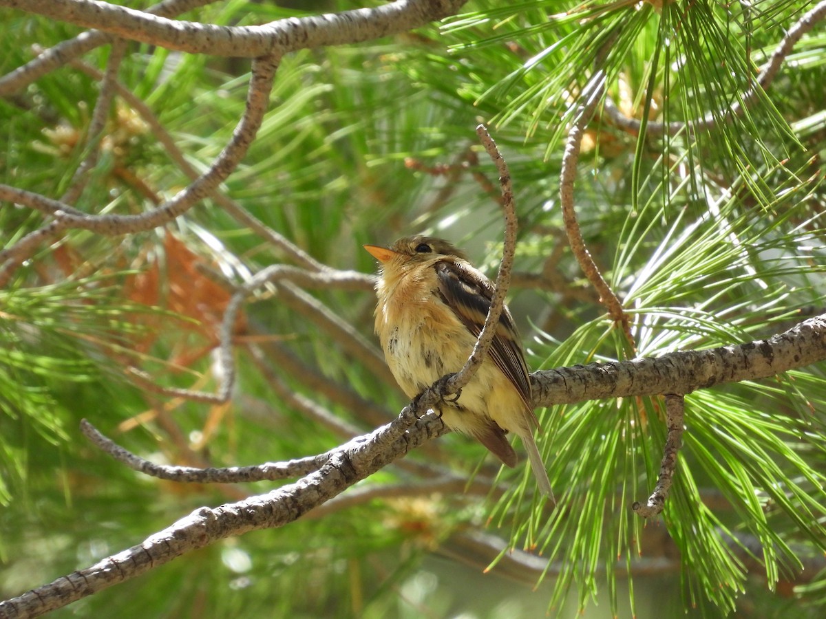 Buff-breasted Flycatcher - ML623264833