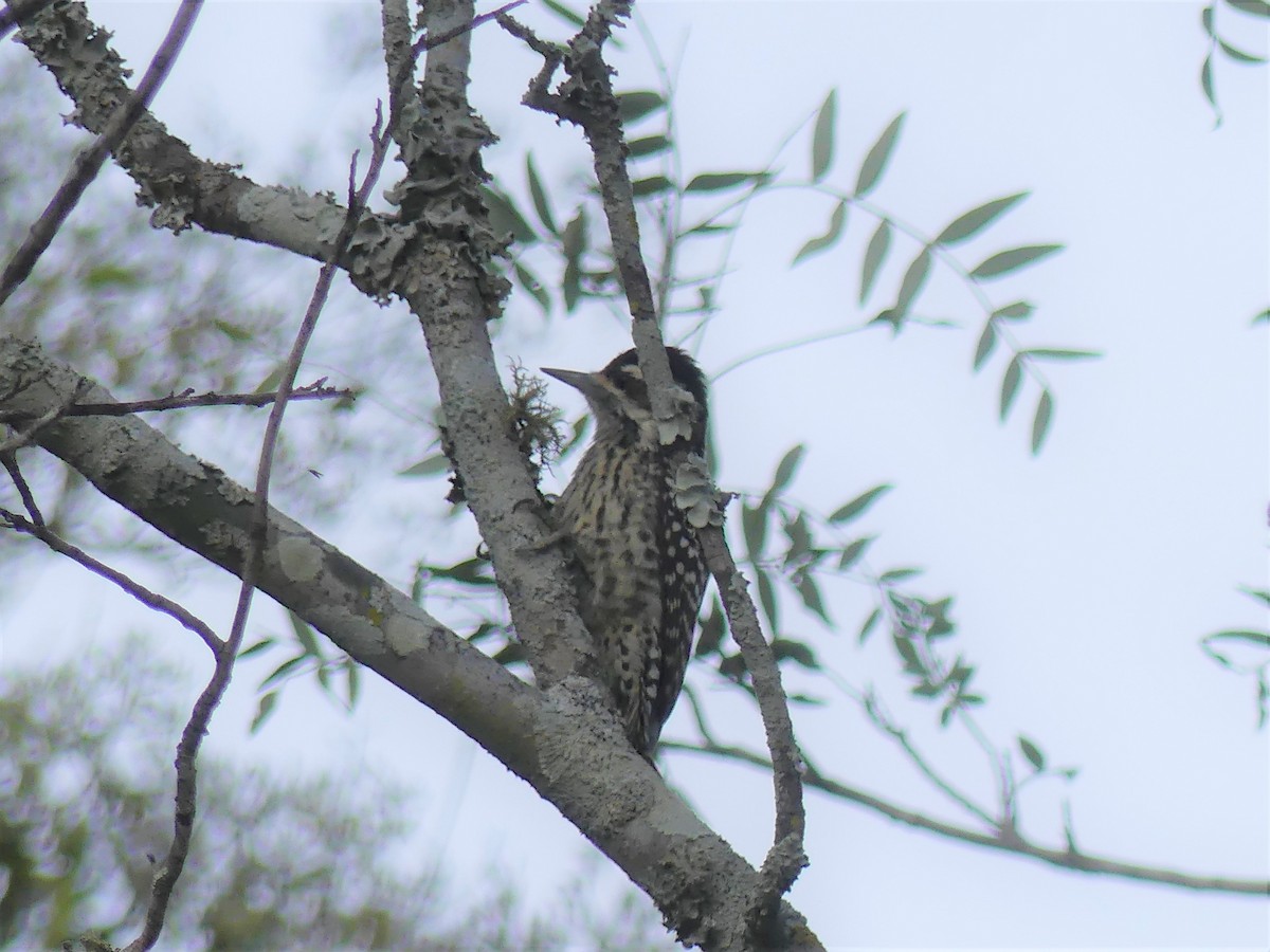 Checkered Woodpecker - Stephen Mitten