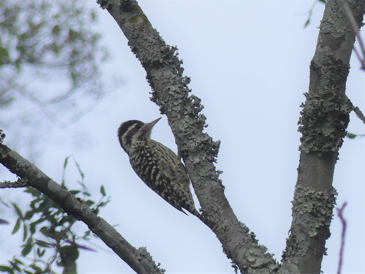 Checkered Woodpecker - ML623264860