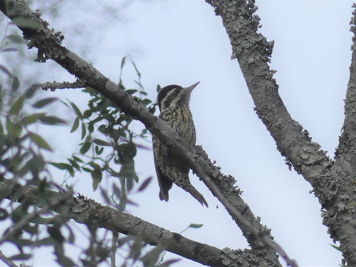 Checkered Woodpecker - ML623264861