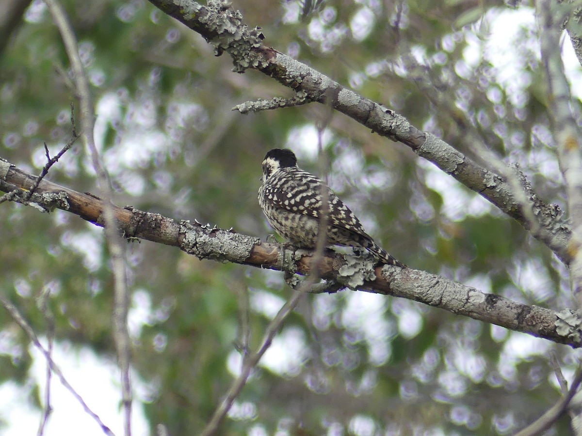 Checkered Woodpecker - ML623264865