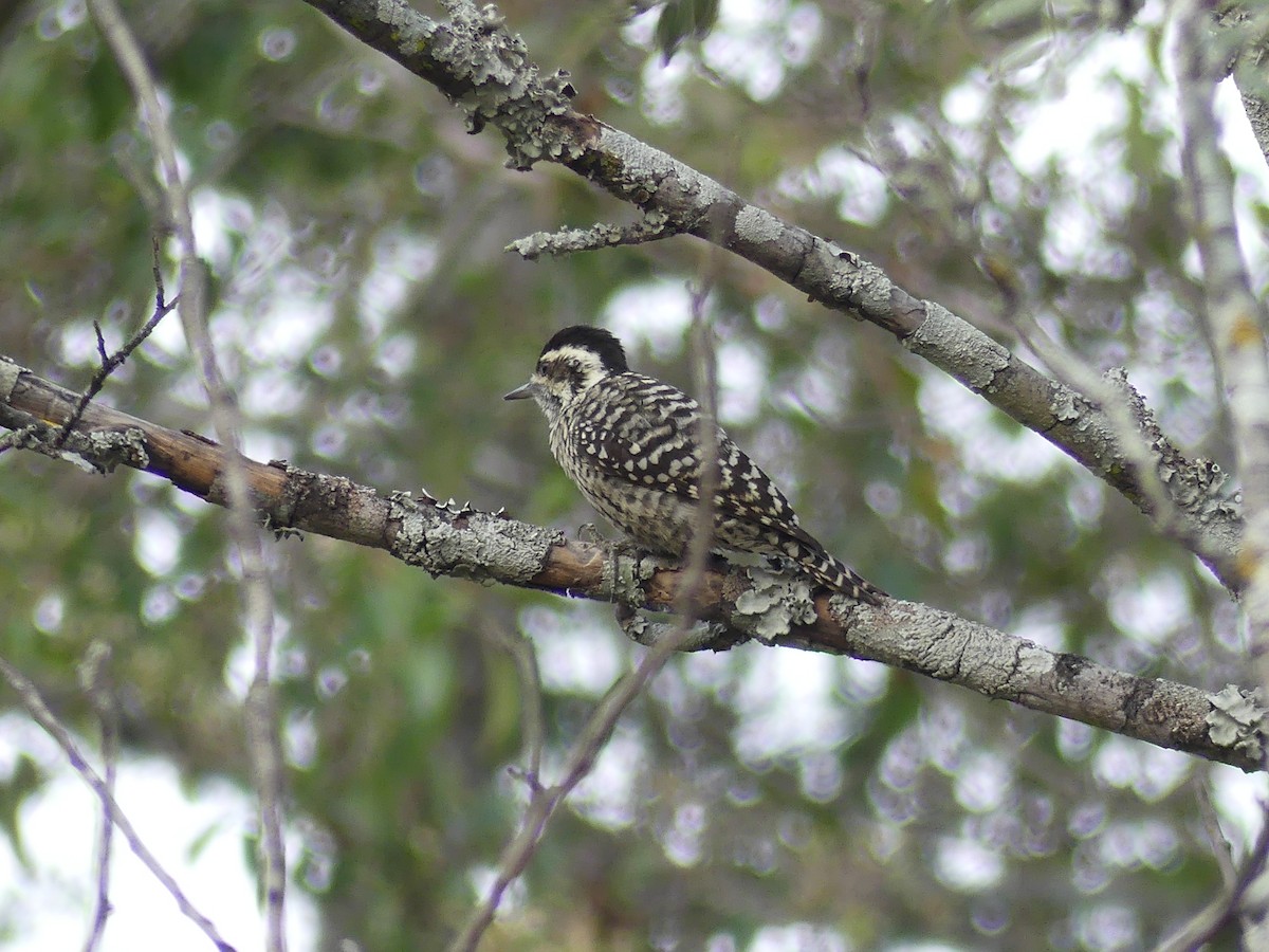 Checkered Woodpecker - ML623264866