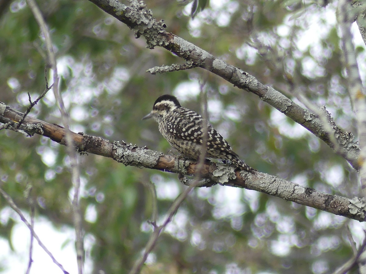 Checkered Woodpecker - ML623264867