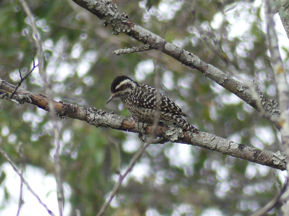 Checkered Woodpecker - ML623264868