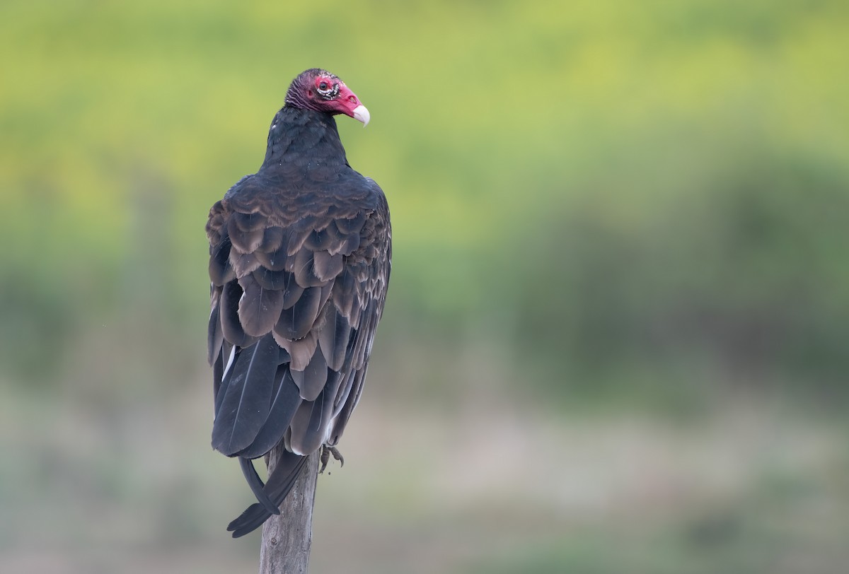 Turkey Vulture - ML623264872