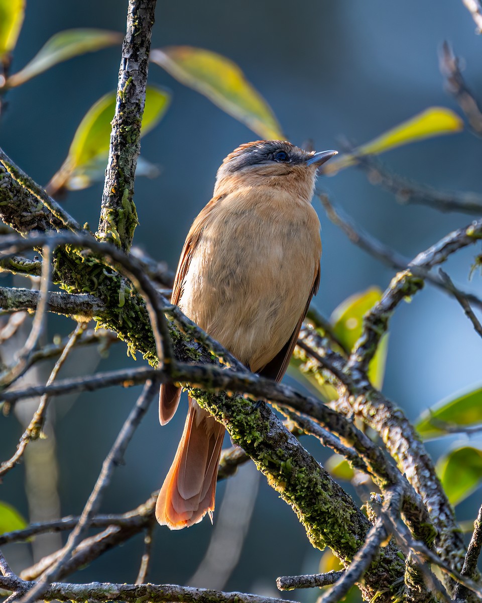 Chestnut-crowned Becard - ML623264912