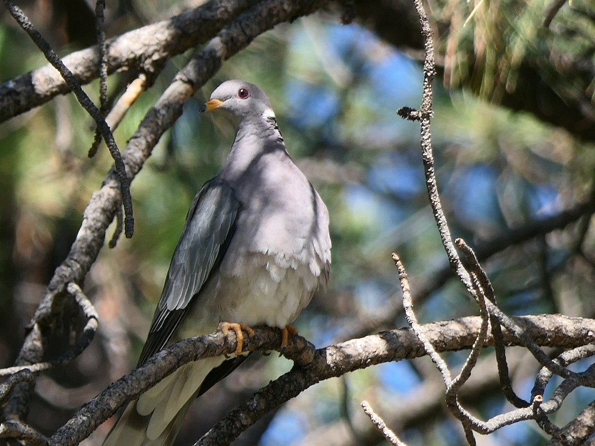 Band-tailed Pigeon - ML623265039