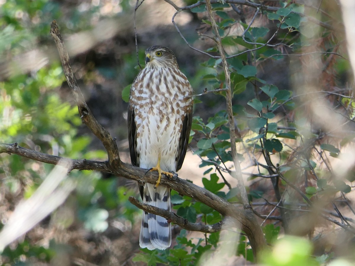 Sharp-shinned/Cooper's Hawk - ML623265083