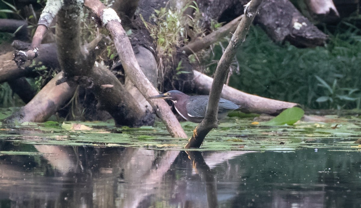Green Heron - ML623265098