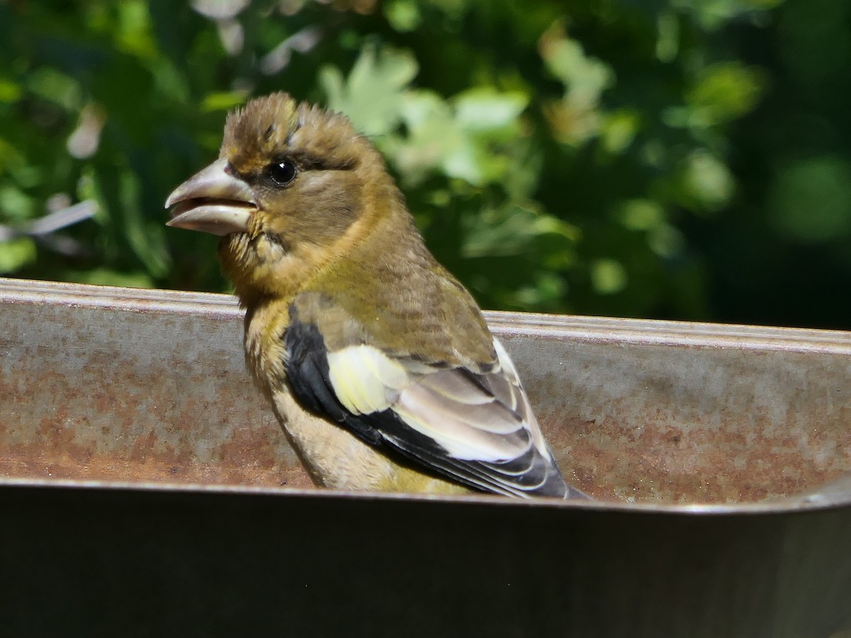 Evening Grosbeak - ML623265105