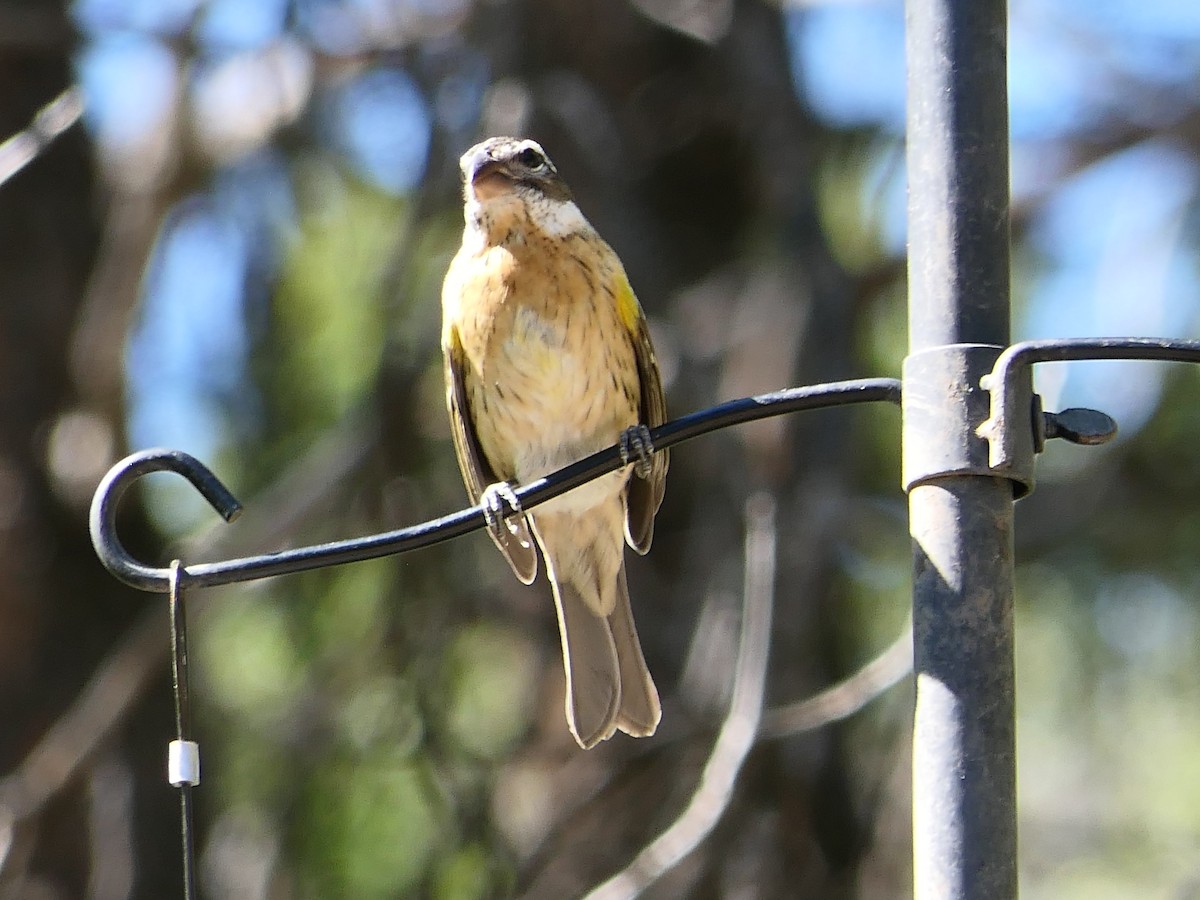 Black-headed Grosbeak - Charles Martinez