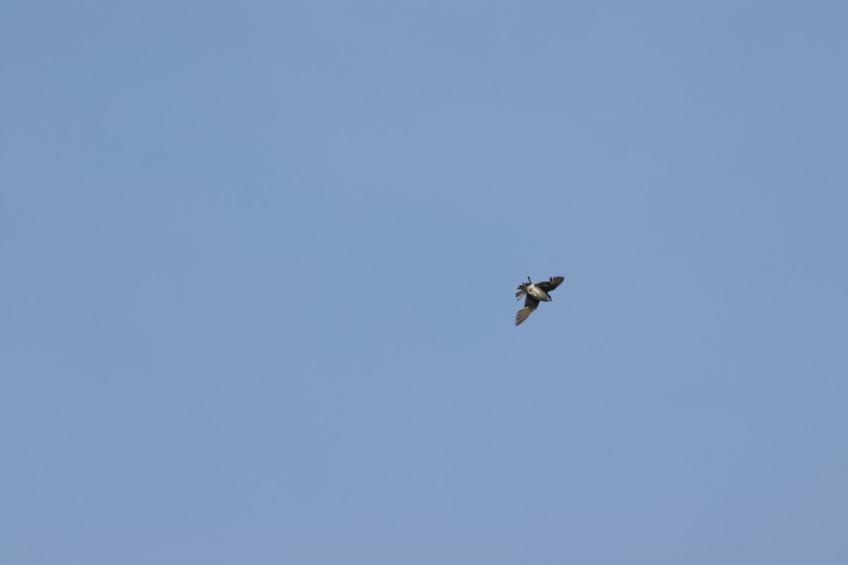 Barn Swallow - ML623265200