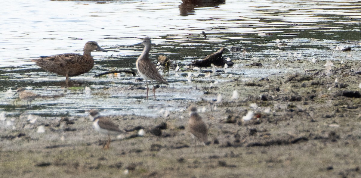 Semipalmated Plover - ML623265209