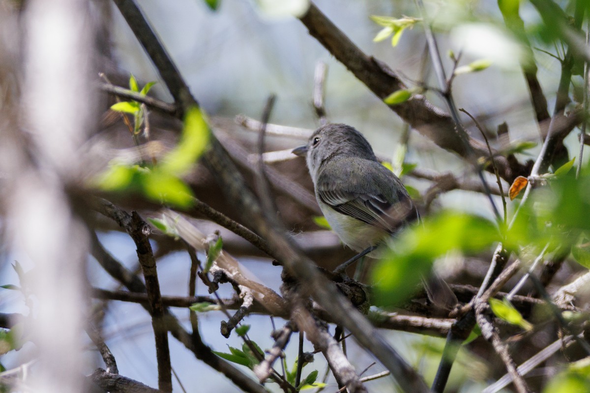 krattvireo - ML623265235