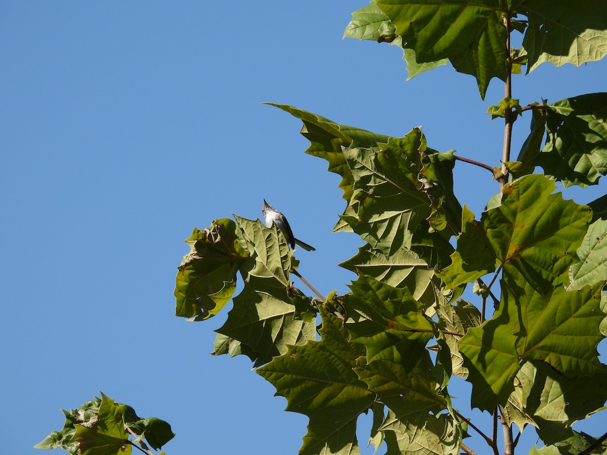 Blue-gray Gnatcatcher - ML623265272