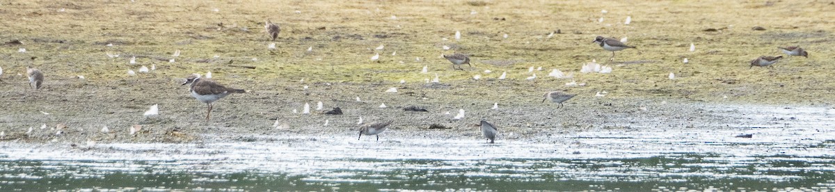 Semipalmated Plover - ML623265298