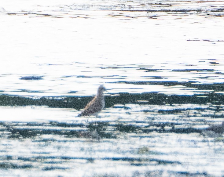 Solitary Sandpiper - ML623265336