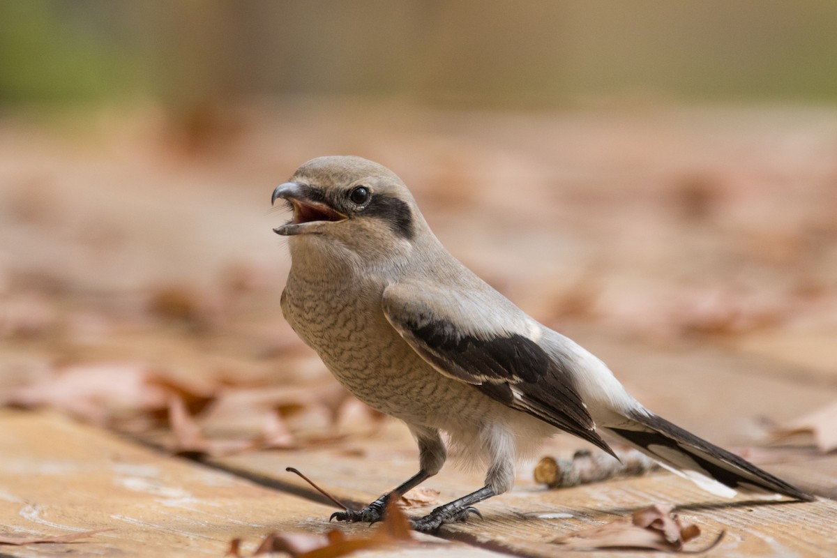 Northern Shrike - ML623265392
