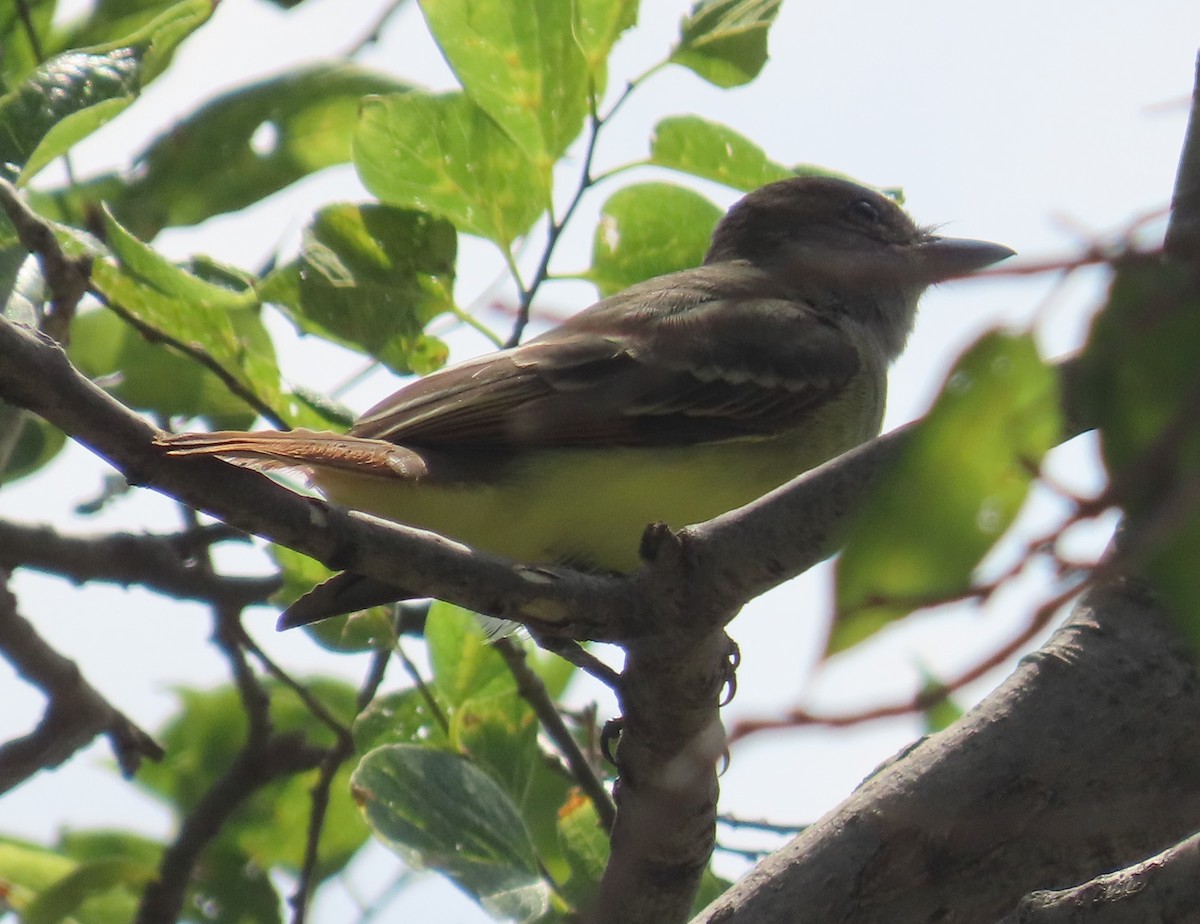 Great Crested Flycatcher - ML623265404