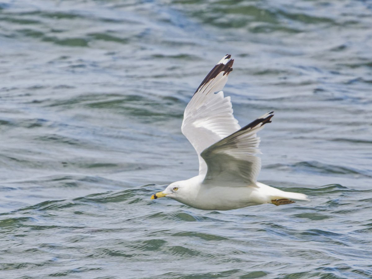 Ring-billed Gull - ML623265503