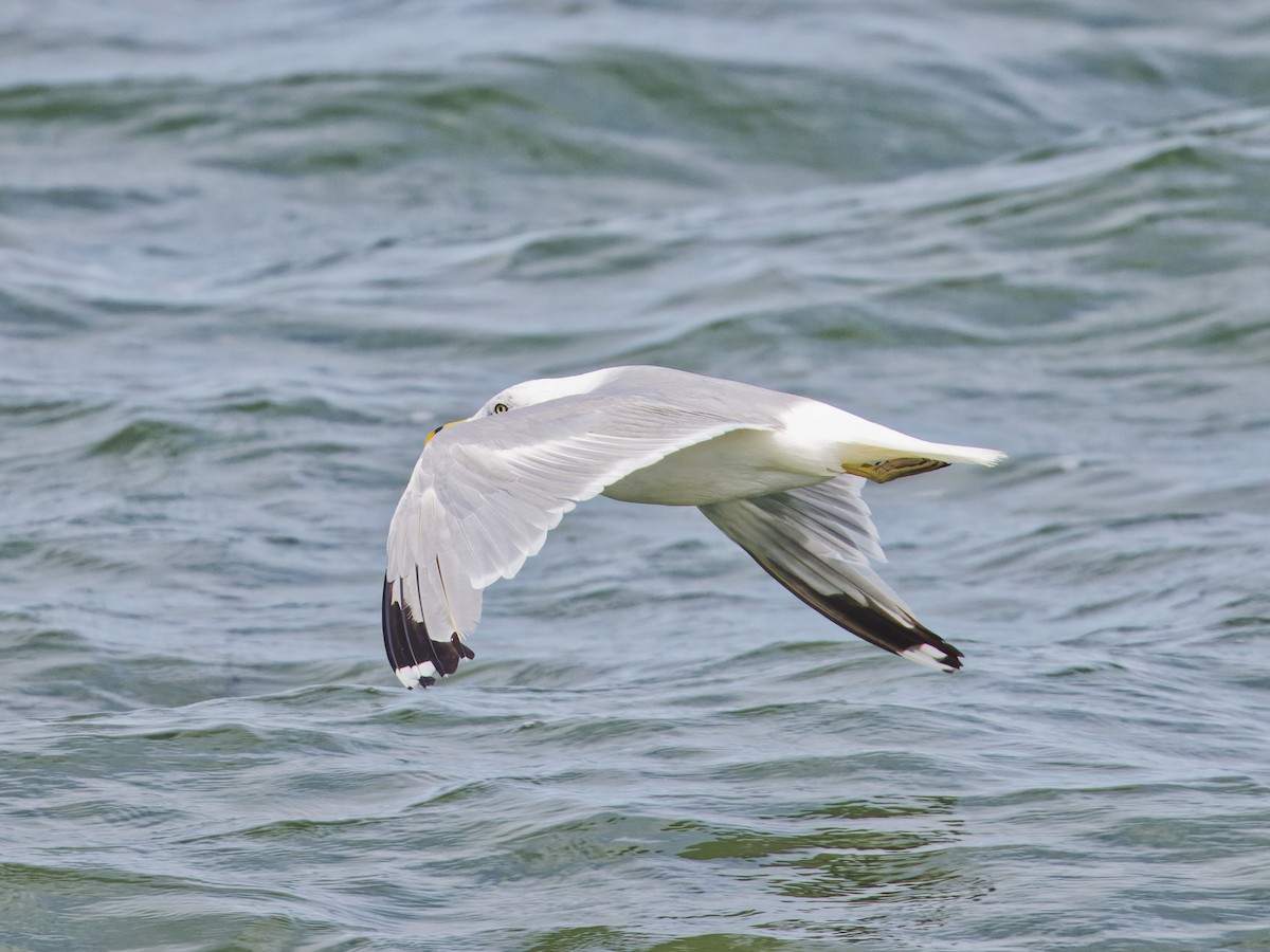 Ring-billed Gull - ML623265505