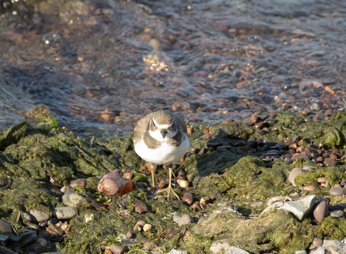 Semipalmated Plover - ML623265583