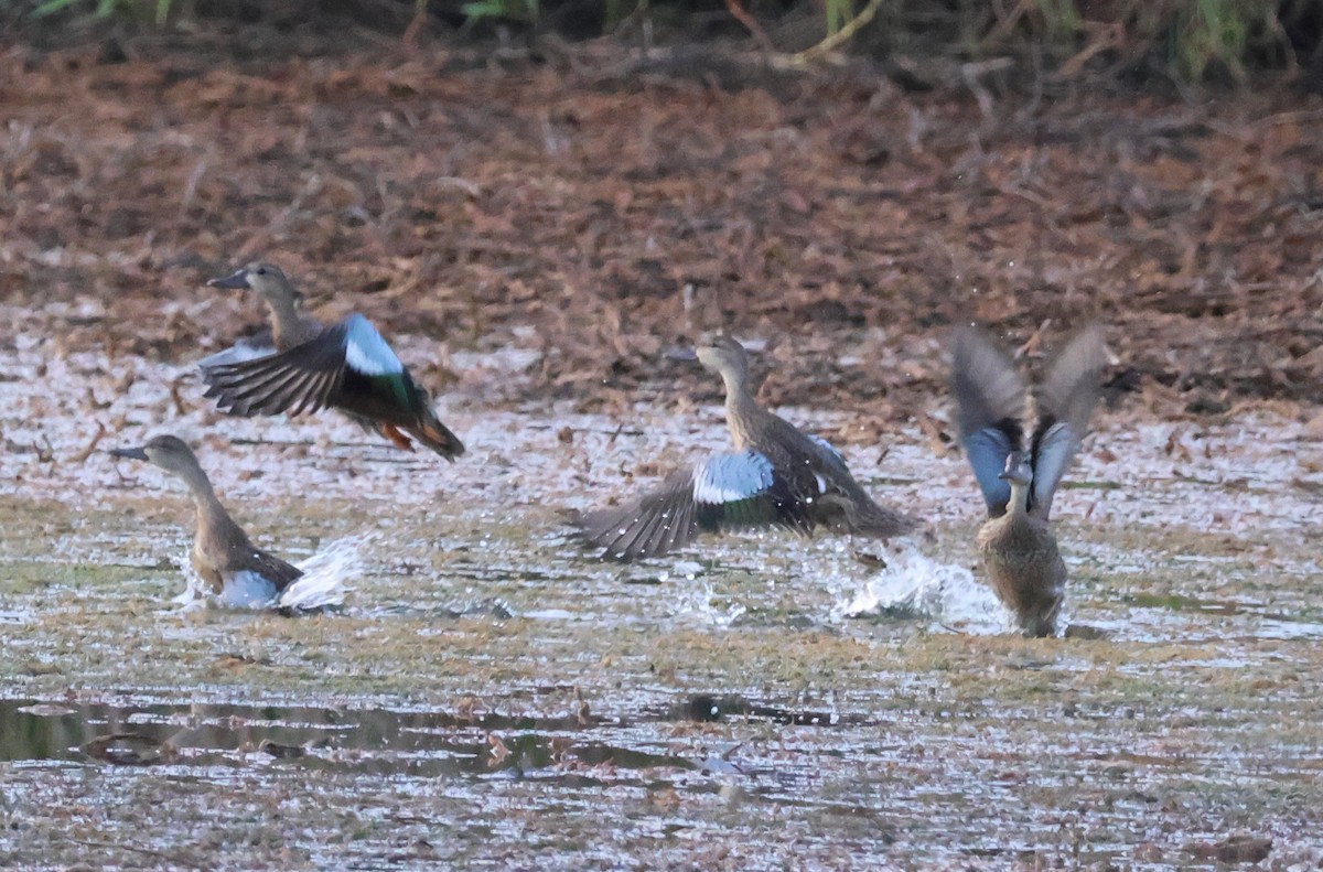 Blue-winged Teal - ML623265610