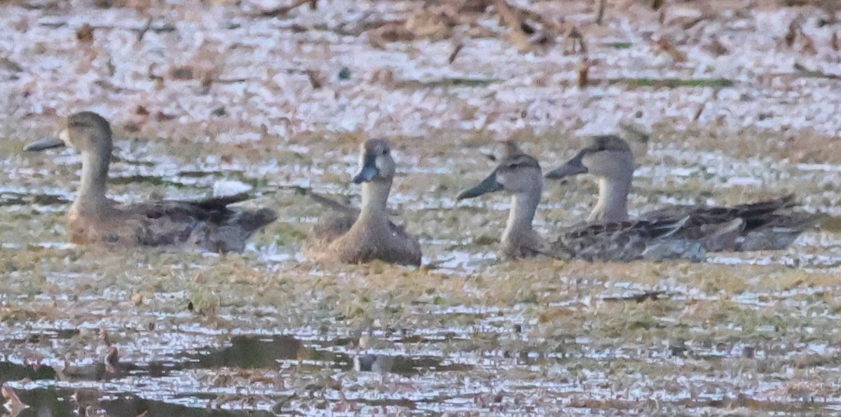 Blue-winged Teal - ML623265615