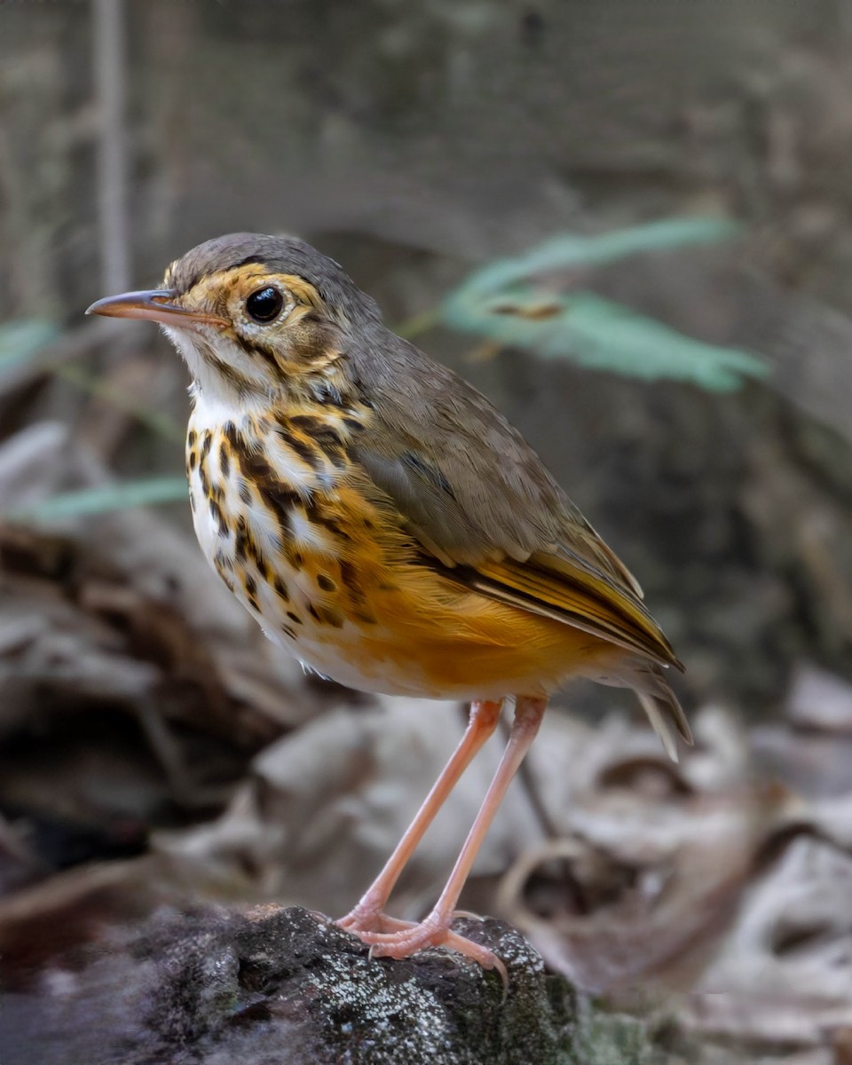 White-browed Antpitta - ML623265624