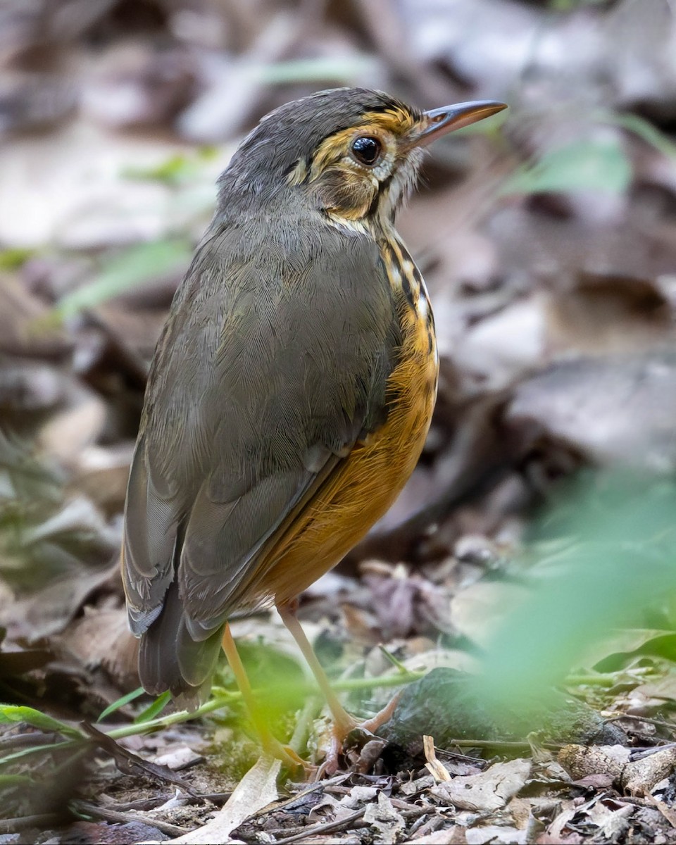 White-browed Antpitta - ML623265625