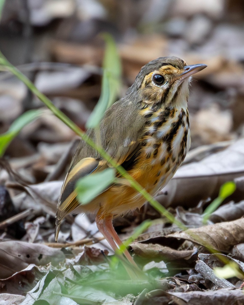 White-browed Antpitta - ML623265626