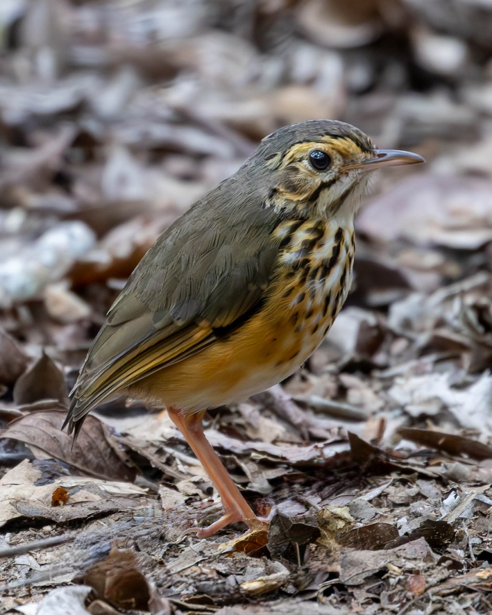 White-browed Antpitta - ML623265628