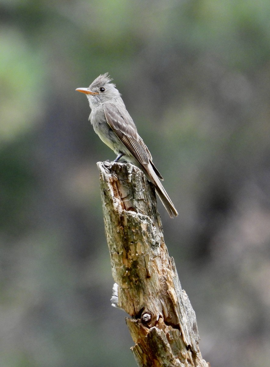 Greater Pewee - ML623265645