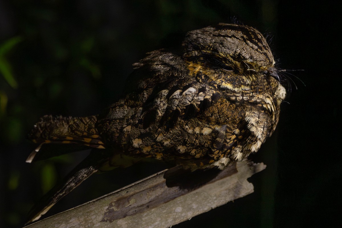 Eastern Whip-poor-will - Lucas Pittman