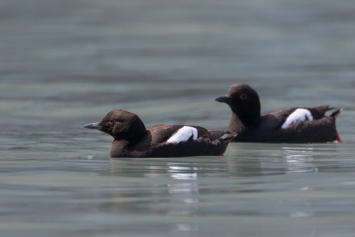 Pigeon Guillemot - ML623265673