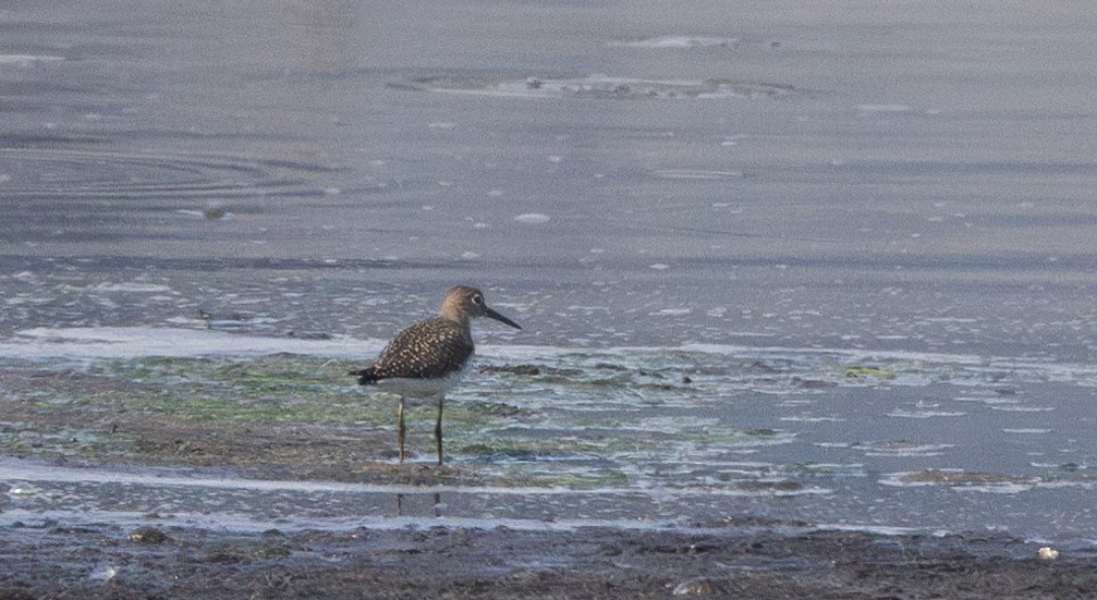 Solitary Sandpiper - ML623265675