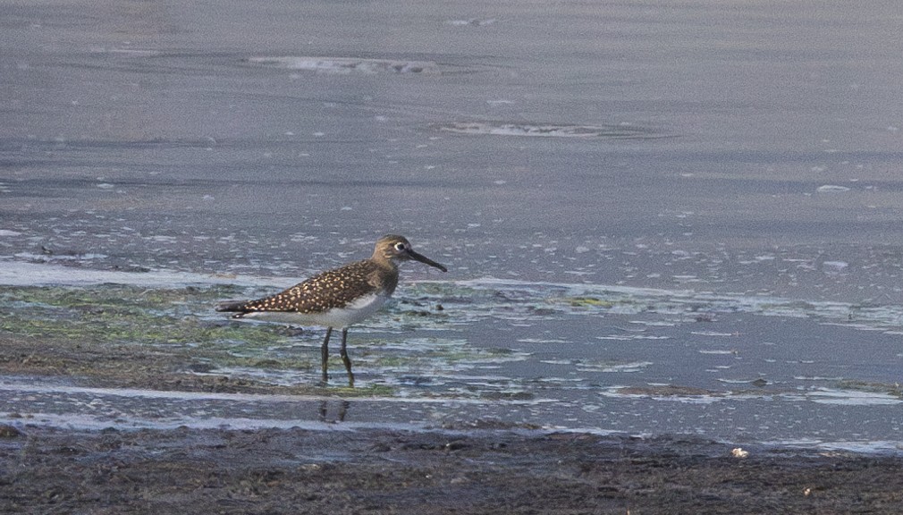 Andarríos Solitario - ML623265678